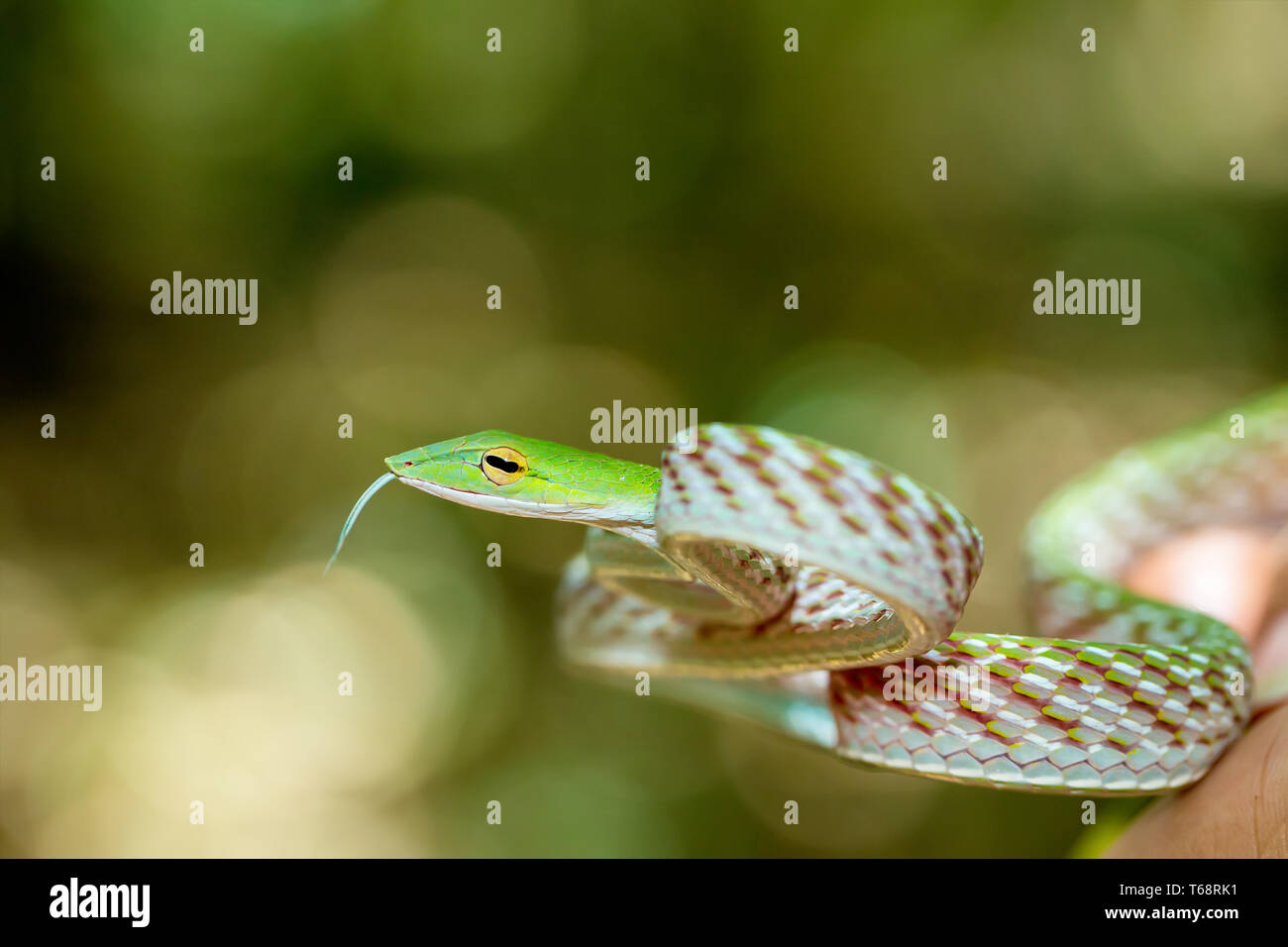 La Serpiente (vid asiáticos Ahaetulla prasina) Foto de stock