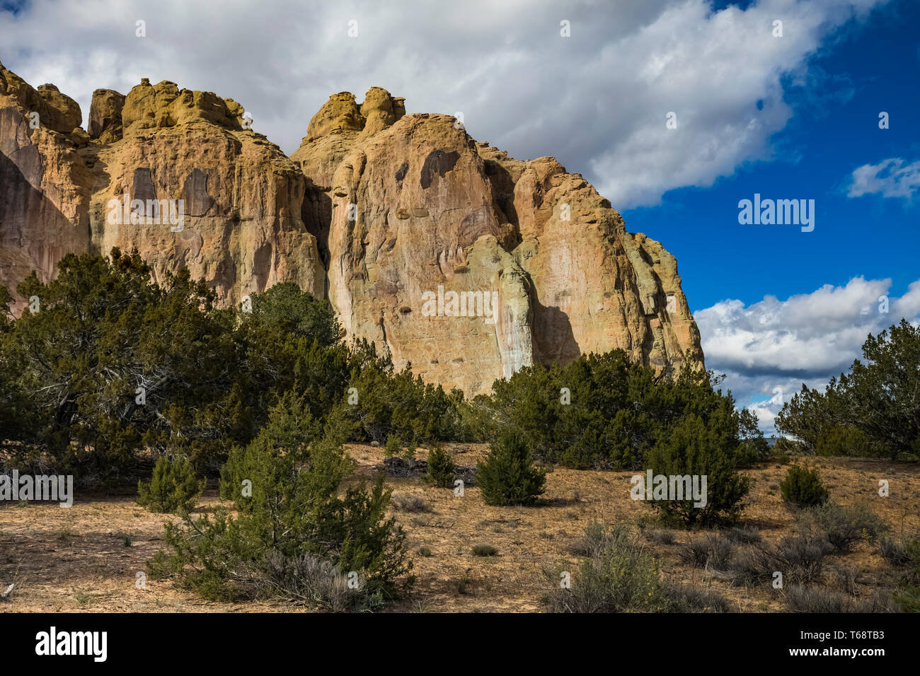 Torres de roca de inscripción durante el pinyon-juniper bosque de Monumento Nacional El Morro, Nuevo México, EE.UU. Foto de stock