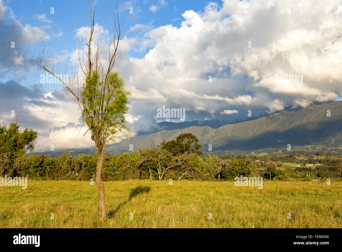 La exposición múltiple de un solitario sauce llorón cubre con su sombra