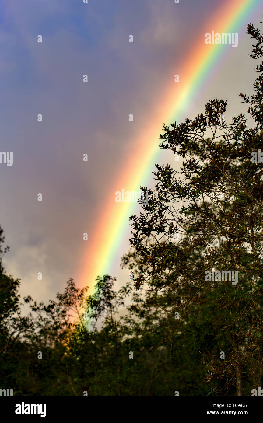Un pedazo de la Rainbow muestra detrás del bosque en un cielo overcasted, en la cordillera central de Colombia. Foto de stock