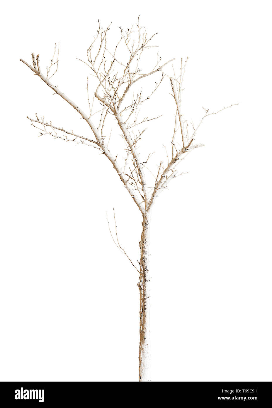 Árbol Seco pintado con pintura aislado sobre fondo blanco Fotografía de  stock - Alamy