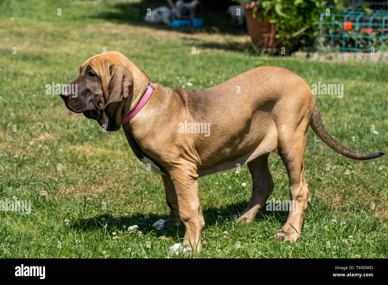 Cachorro de Fila Brasileiro Mastín (Brasil Fotografía de stock - Alamy