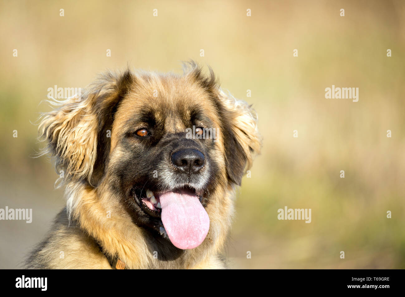 Raza de perro Leonberger afuera Fotografía de stock - Alamy