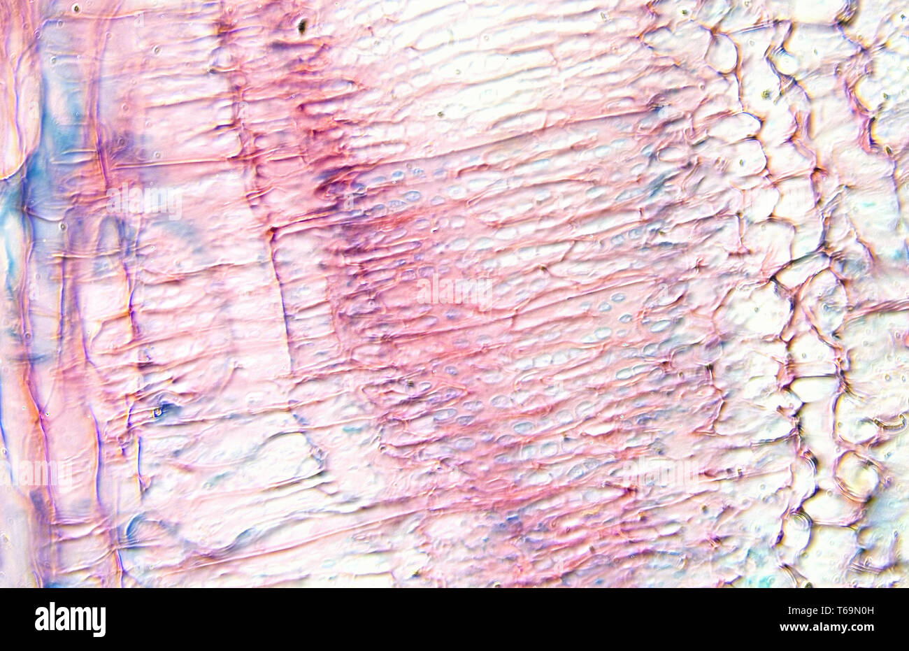 Microscopía de tallo de calabaza Foto de stock