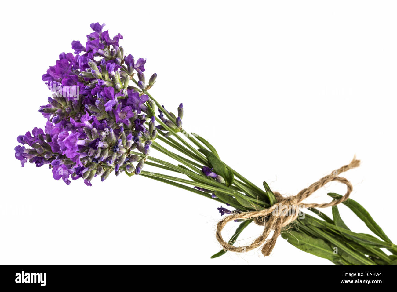 Bouquet de flores de lavanda silvestre violeta, atado con lazo, aislado en  blanco Fotografía de stock - Alamy