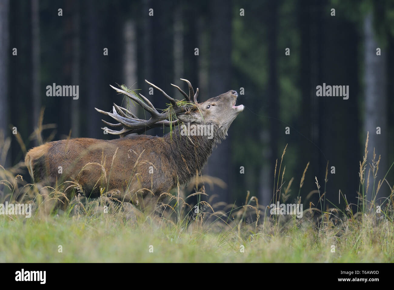 Red Deer, Cervus elaphus, Alemania Foto de stock