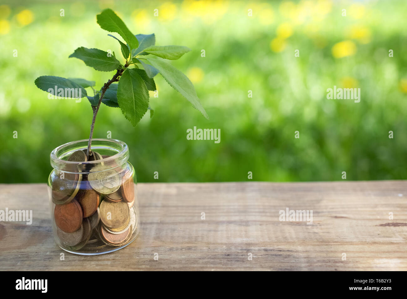 Planta que crecen sobre las monedas tarro de cristal. Concepto ahorrar dinero monedas Foto de stock