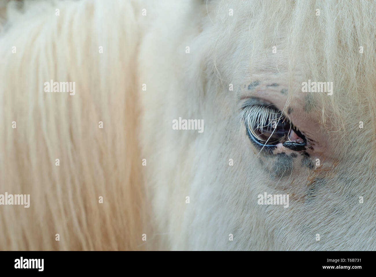 Detalle de los ojos de un joven caballo piel blanca y dorada Foto de stock