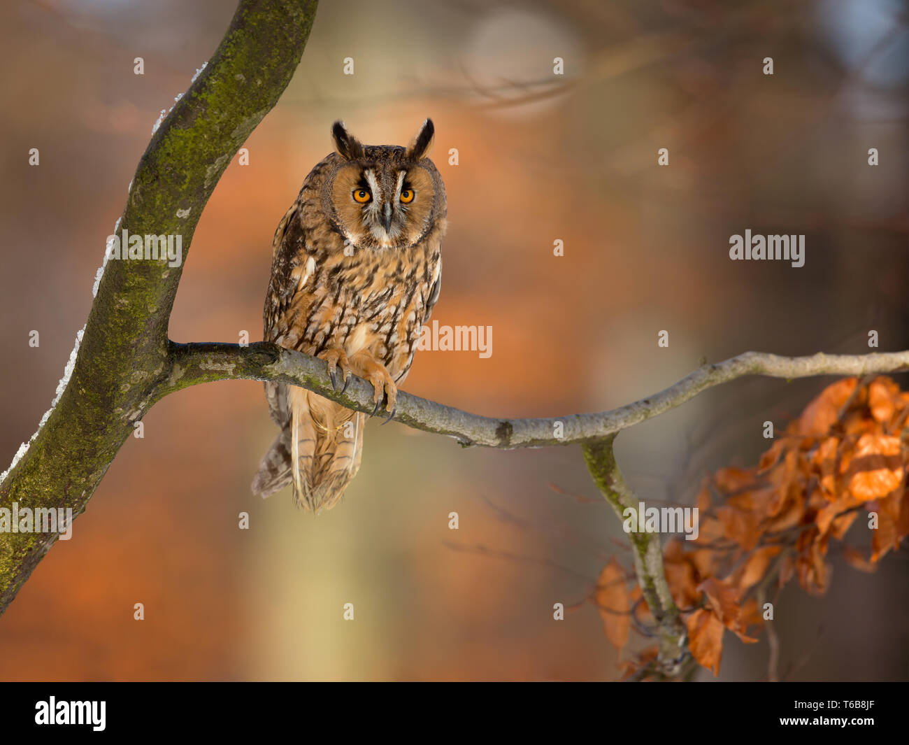 Búho de orejas largas (asio otus), también conocido como el búho de orejas largas del norte, es una especie de búho que cría en Europa, Asia y América del Norte. Foto de stock