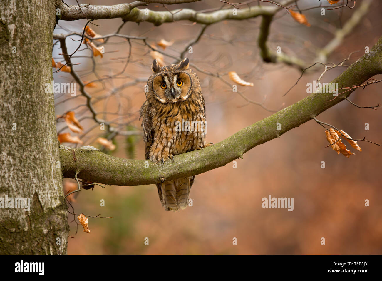 Búho de orejas largas (asio otus), también conocido como el búho de orejas largas del norte, es una especie de búho que cría en Europa, Asia y América del Norte. Foto de stock