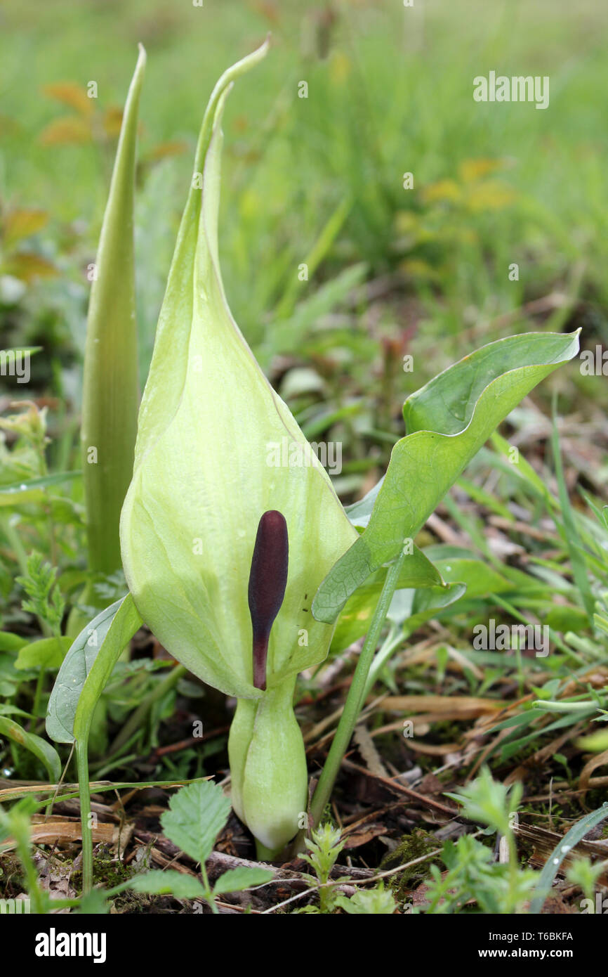 Señores y señoras en flor - Arum maculatum en Myers habilitaciones - Conservación de mariposas, la Reserva Natural de Silverdale, Lancashire Foto de stock