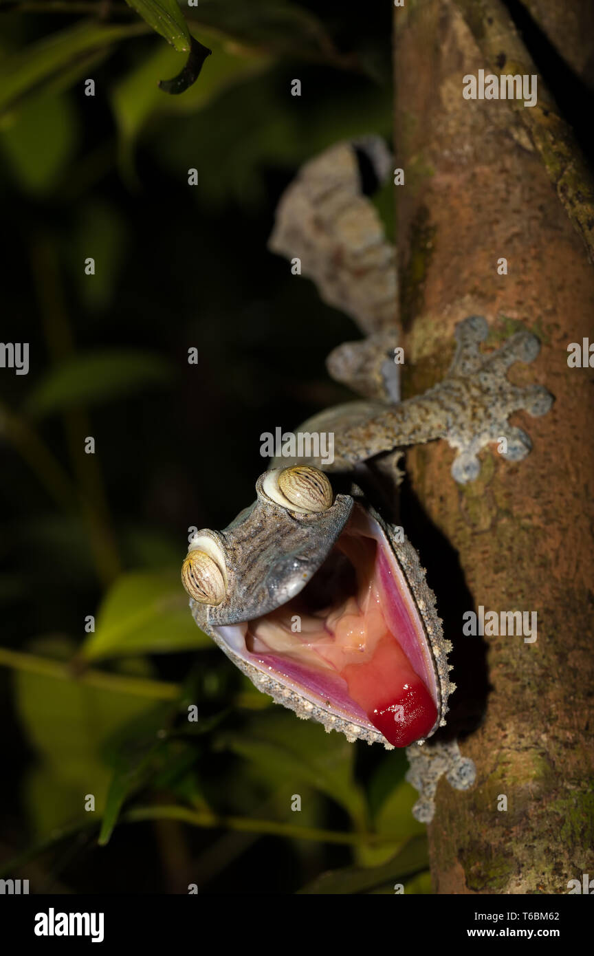 Hoja gigante-tail, Gecko Uroplatus fimbriatus Foto de stock
