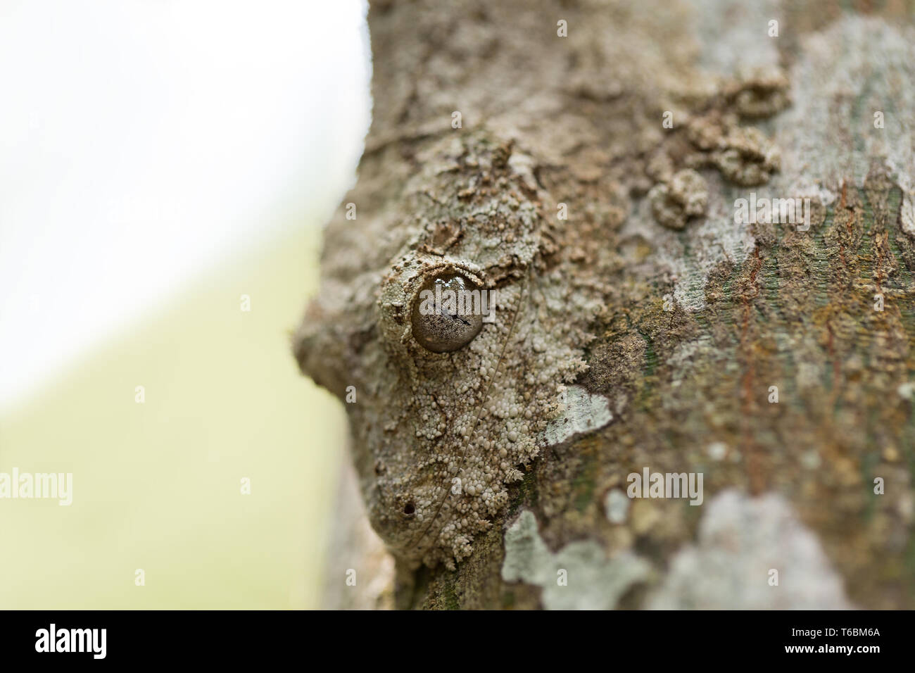 Perfectamente enmascarada mossy leaf-tailed gecko Foto de stock