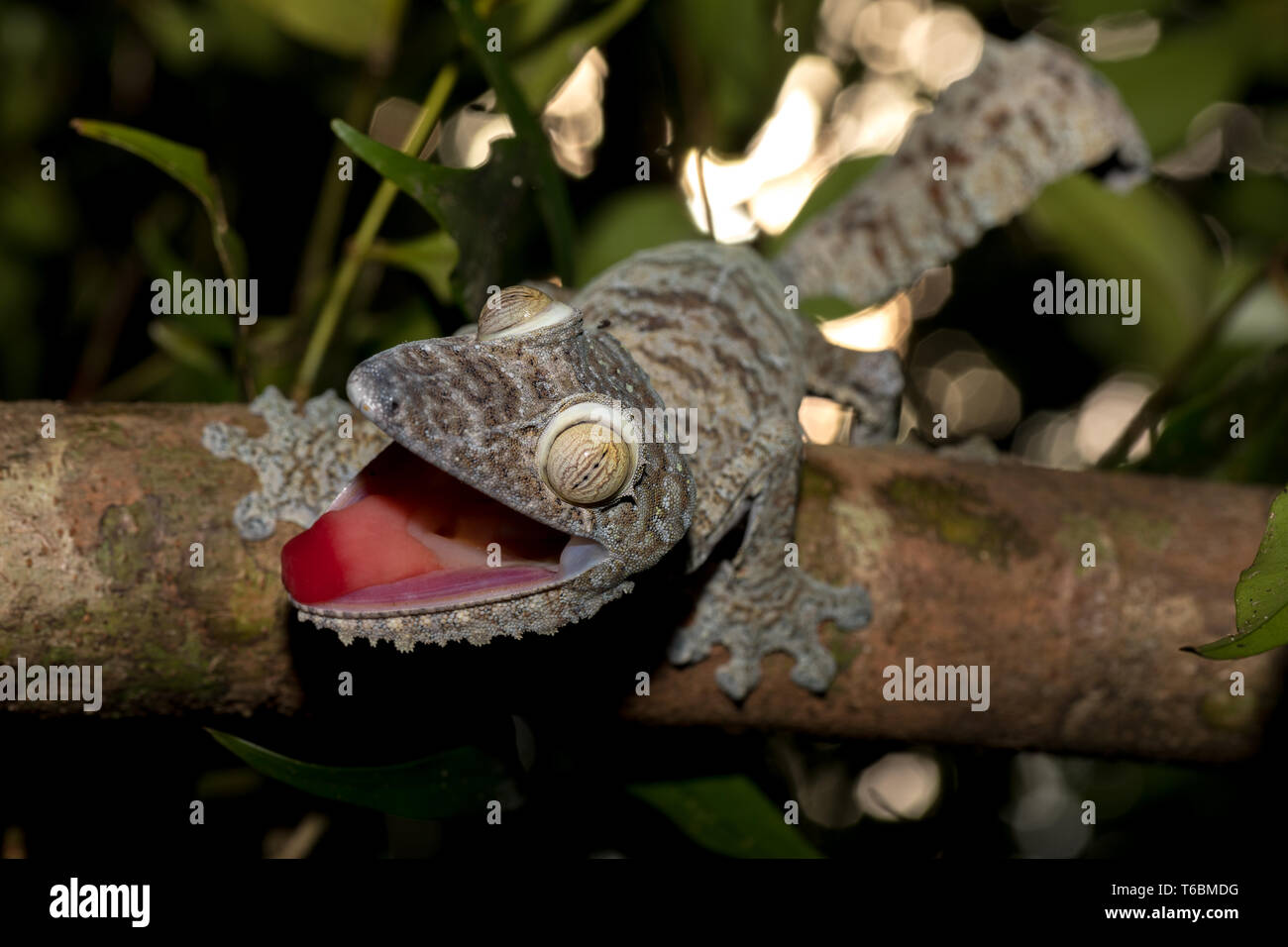 Hoja gigante-tailed gecko, Uroplatus fimbriatus Foto de stock
