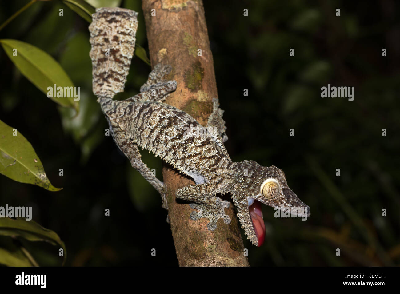 Hoja gigante-tailed gecko, Uroplatus fimbriatus Foto de stock