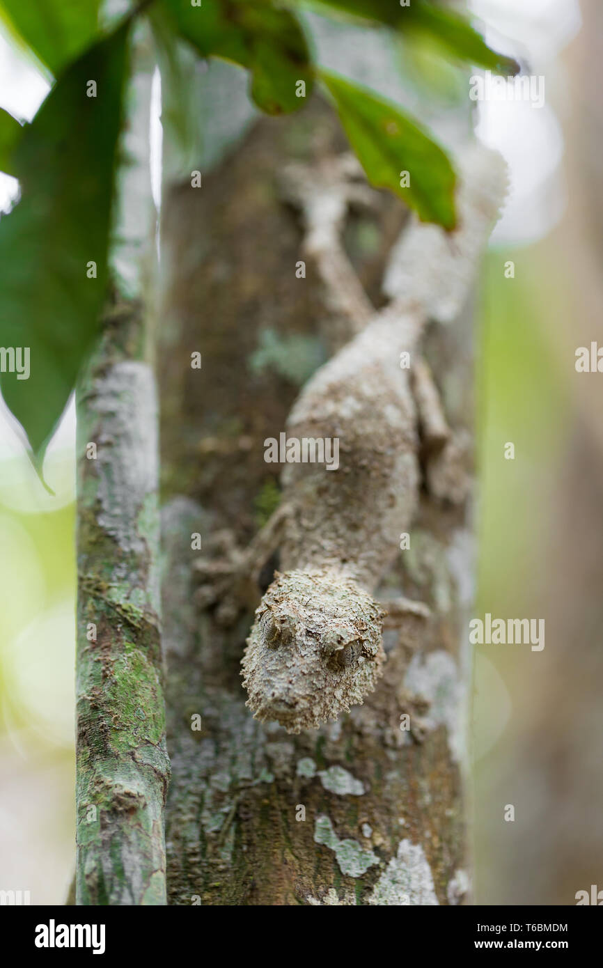 Perfectamente enmascarada mossy leaf-tailed gecko Foto de stock