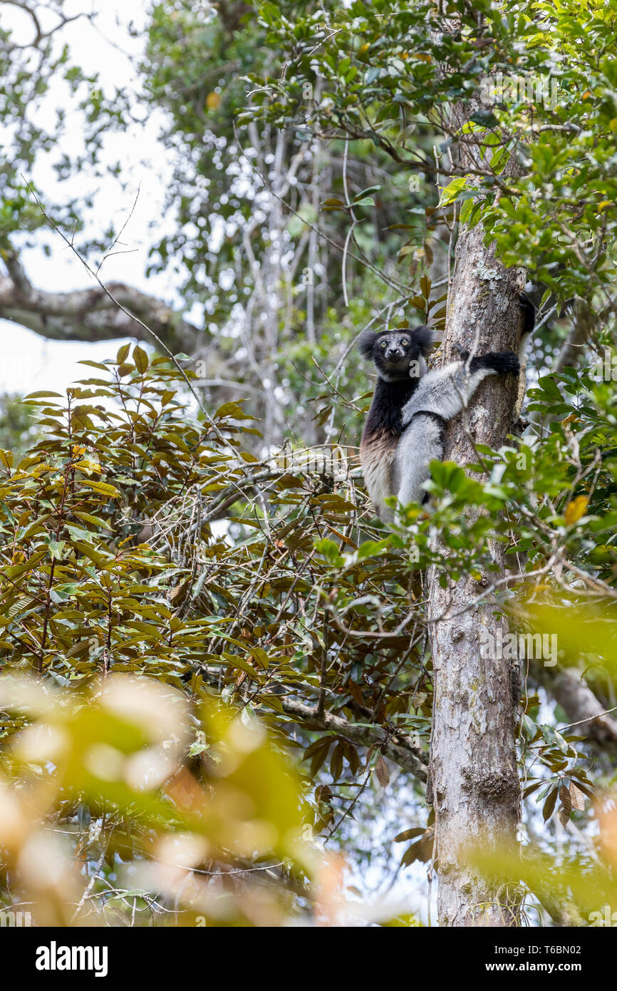 Indri Lemur blanco y negro en el árbol Foto de stock