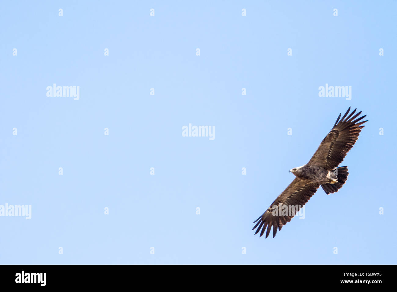El águila de cola blanca Foto de stock