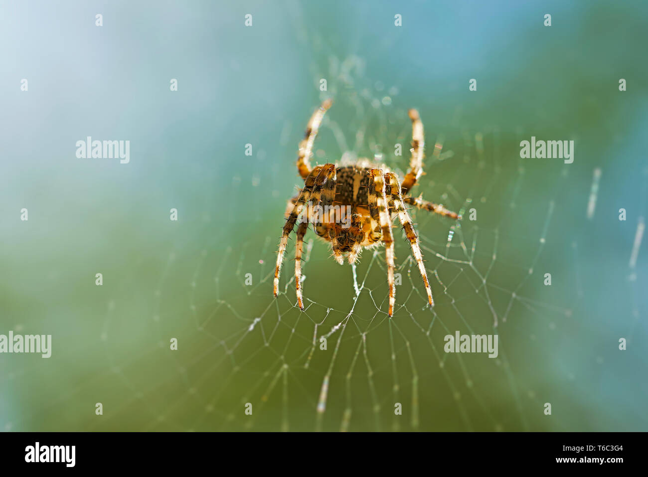 Cross araña en su web esperando presa Foto de stock