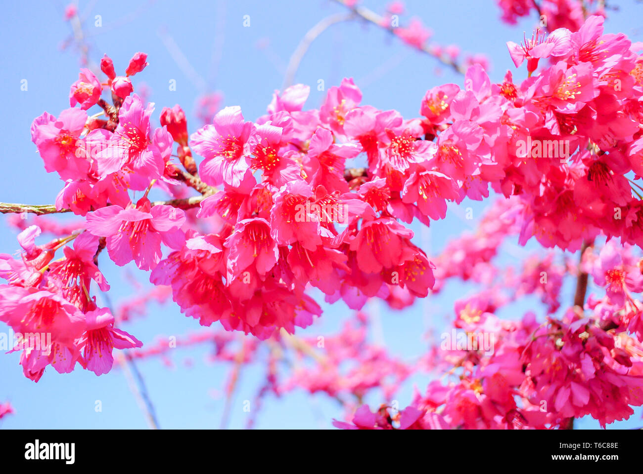 El tiempo de primavera con hermosas flores de cerezo rosa sakura flores. Foto de stock