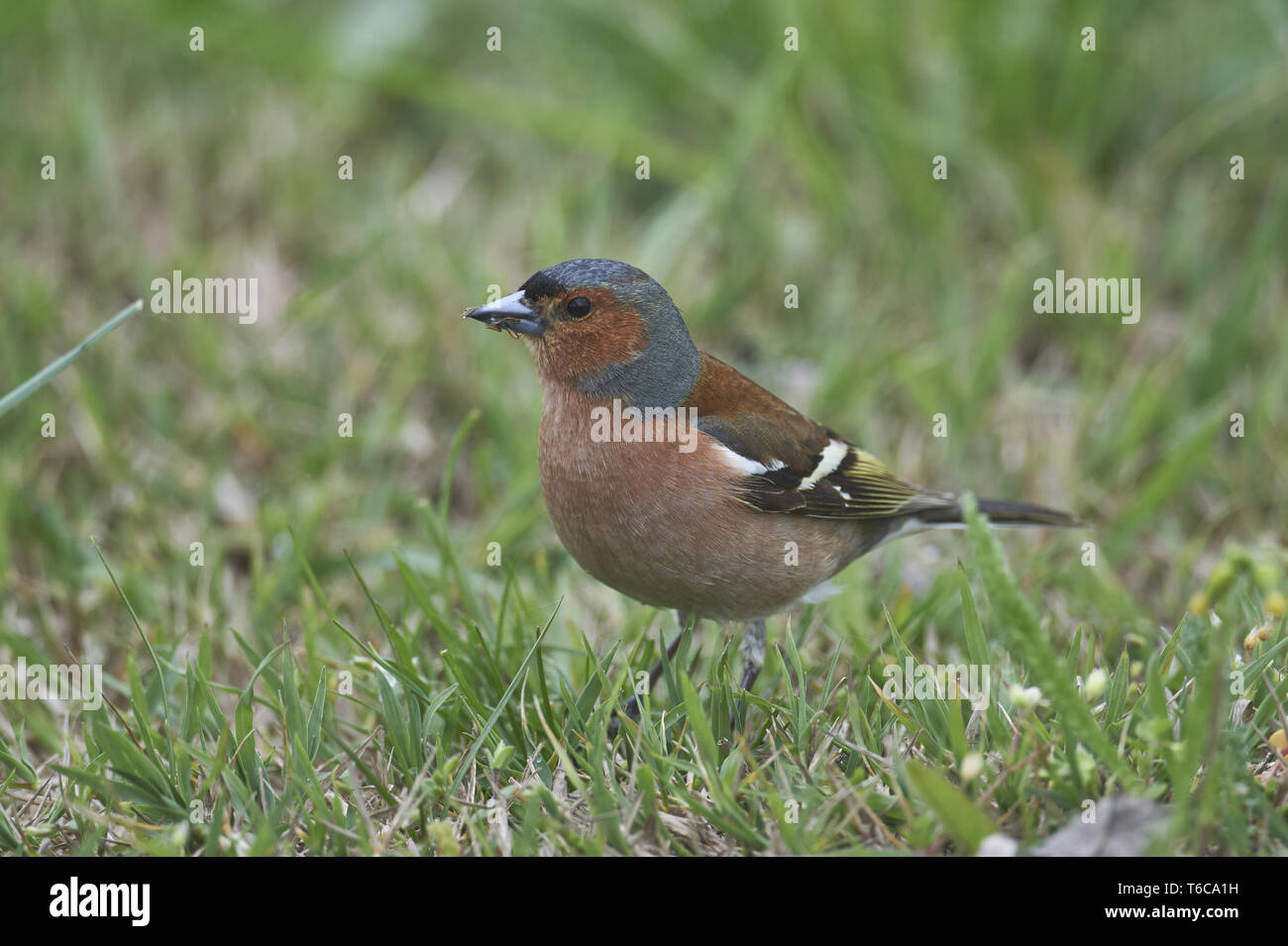 Pinzón, Fringilla coelebs común Foto de stock