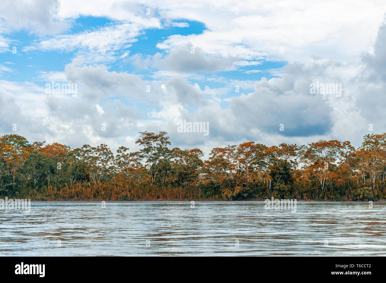 Río Napo riverbank dentro del Parque Nacional Yasuní, con vistas a la selva tropical con colores de otoño en la selva amazónica del Ecuador. Foto de stock