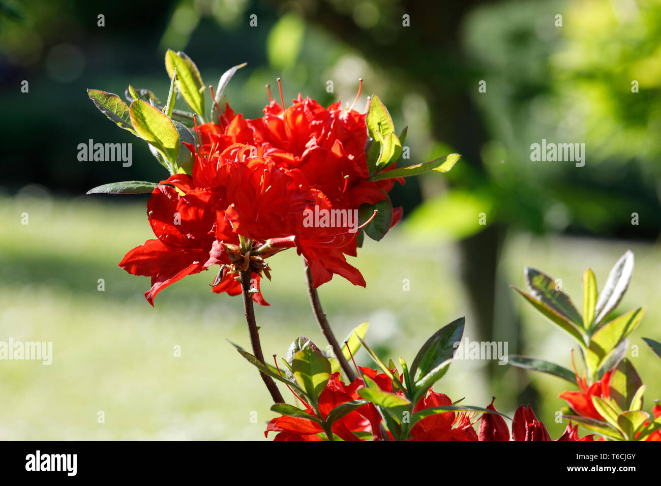 Azalea roja fotografías e imágenes de alta resolución - Página 7 - Alamy