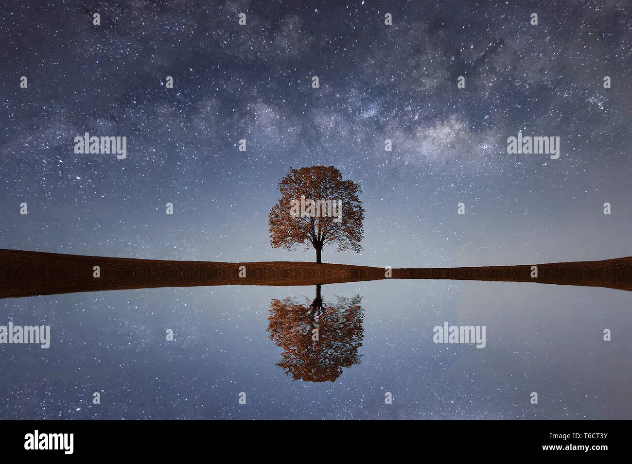 Vía Láctea sobre un solo árbol solitario Foto de stock