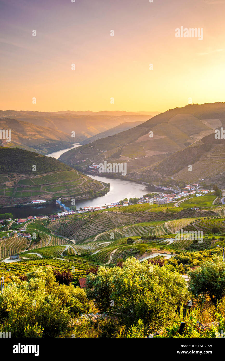 Portugal, el río Duero, al atardecer, los viñedos en las terrazas Foto de stock