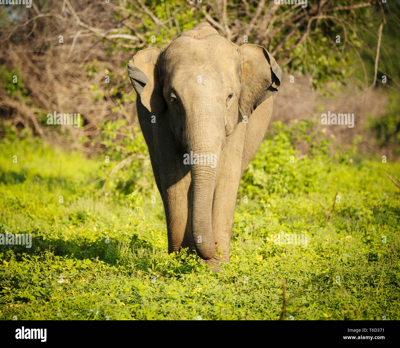 Elefantes en el Parque Nacional de Uda Walawe, provincia de Uva, Sri Lanka, Asia Foto de stock