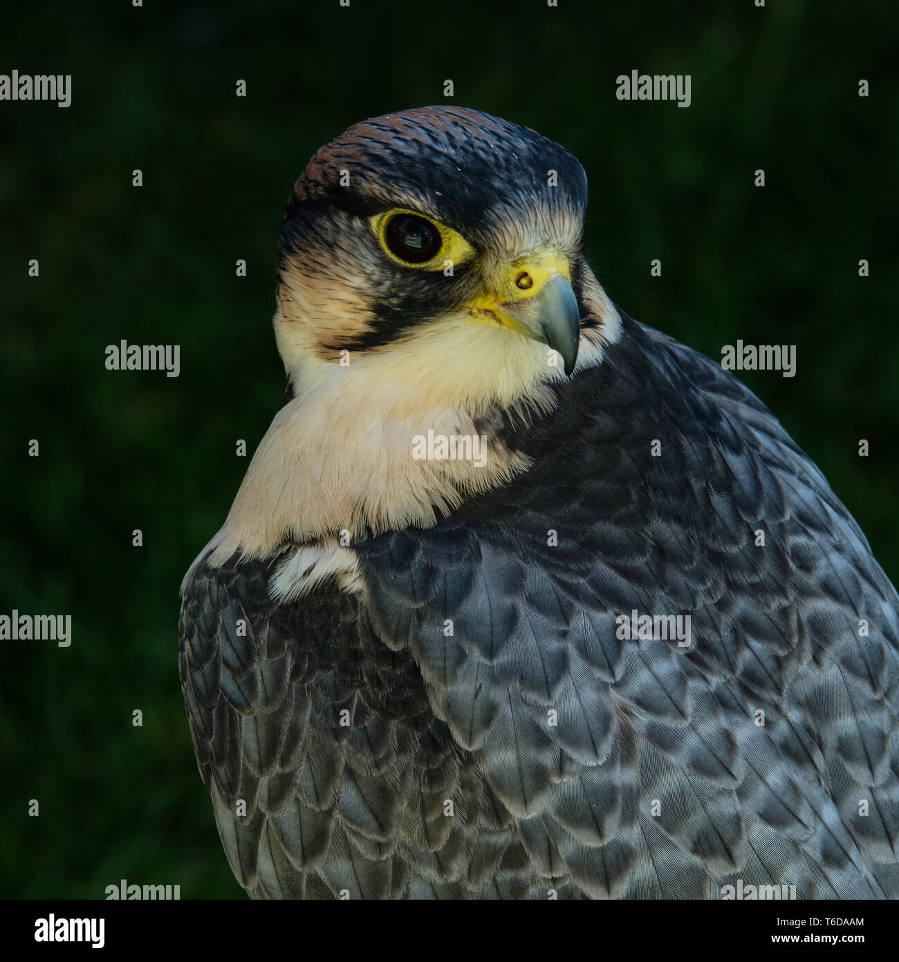 Retrato de Peregrine Falco peregrinus aves cautivas formato cuadrado Foto de stock
