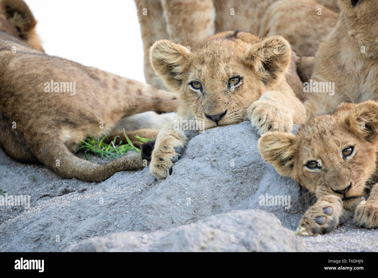 Cachorros de León, Panthera leo, se encuentran juntos en un termitero, orejas hacia delante, mirando hacia afuera del bastidor Foto de stock
