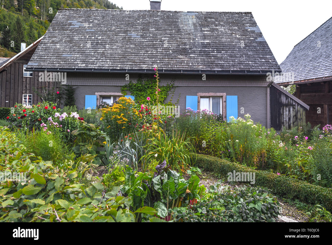 Countryhouse cottage garden y en el Bosque Negro, aldea Menzenschwand, Alemania Foto de stock