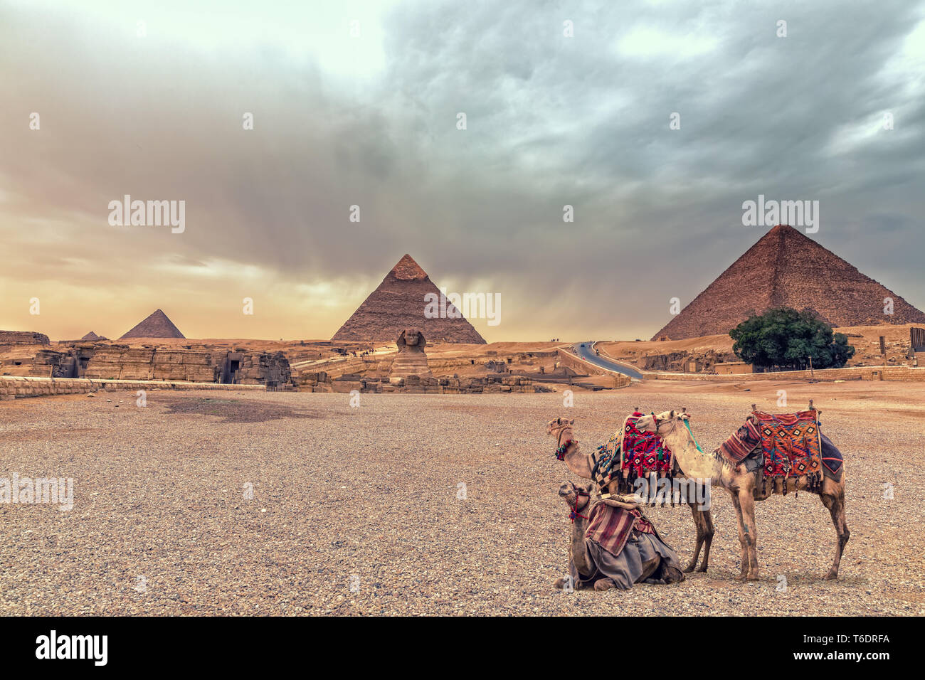 El complejo de las pirámides de Giza y La Esfinge en el desierto con camellos, Egipto. Foto de stock