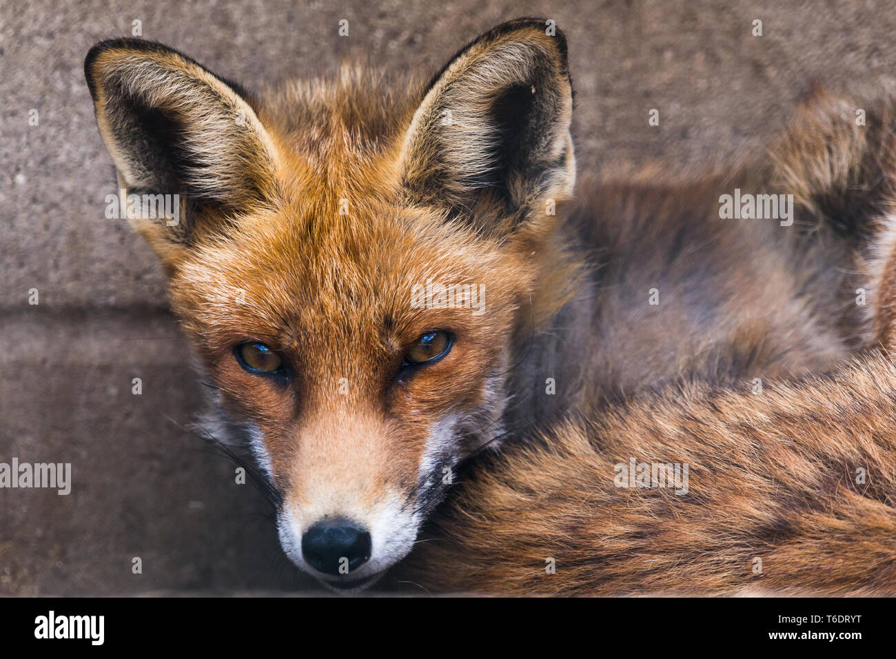 Un zorro común (Chordata) frente a la cámara para crear un retrato de cerca. Foto de stock