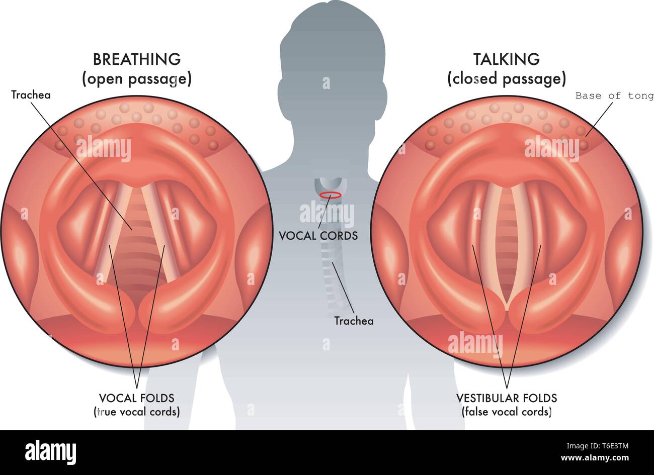 Ilustración médica de la anatomía de las cuerdas vocales Ilustración del Vector