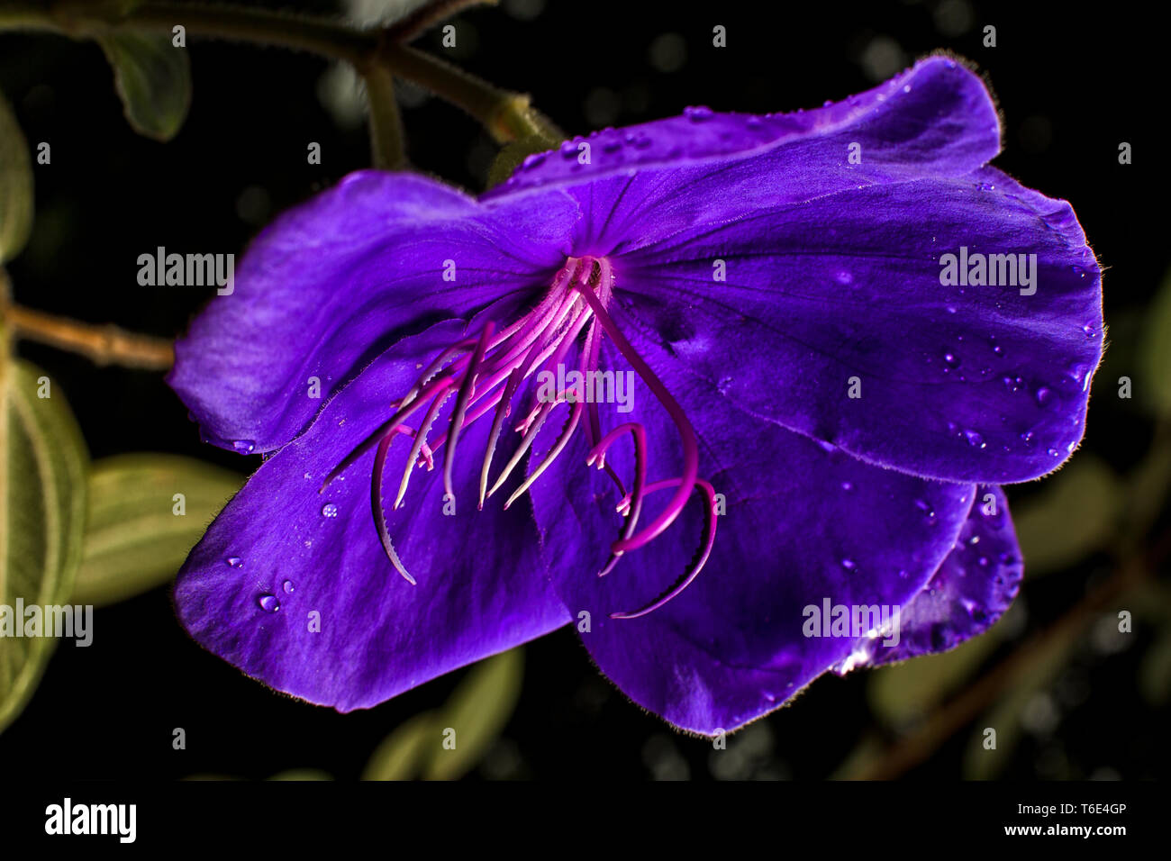 Tibouchina flor en la selva colombiana Foto de stock