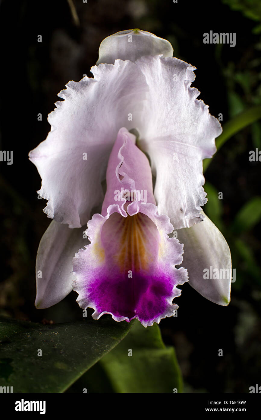 Orquídea Cattleya closeup Foto de stock