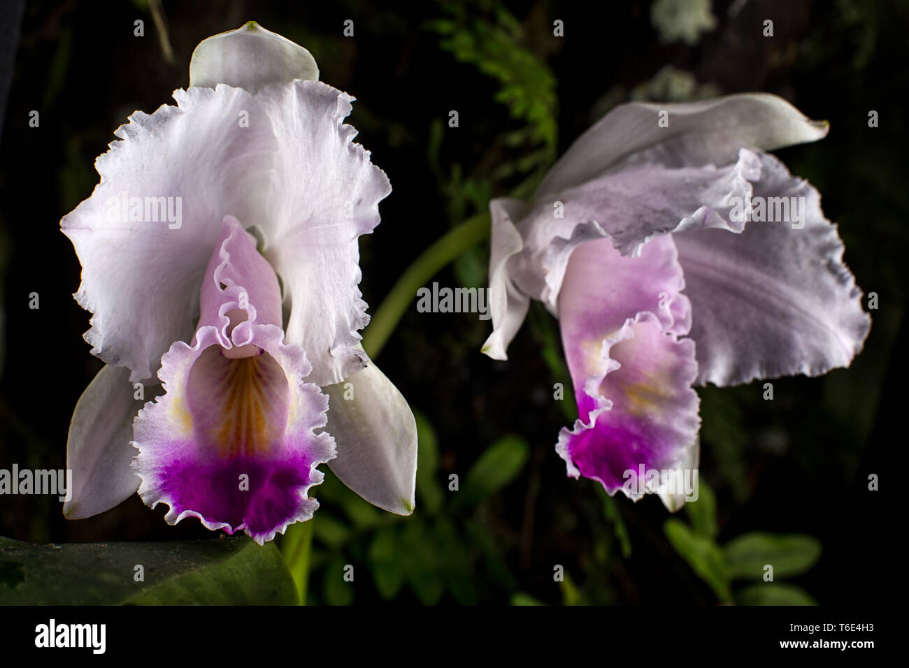 Orquídea Cattleya closeup Foto de stock