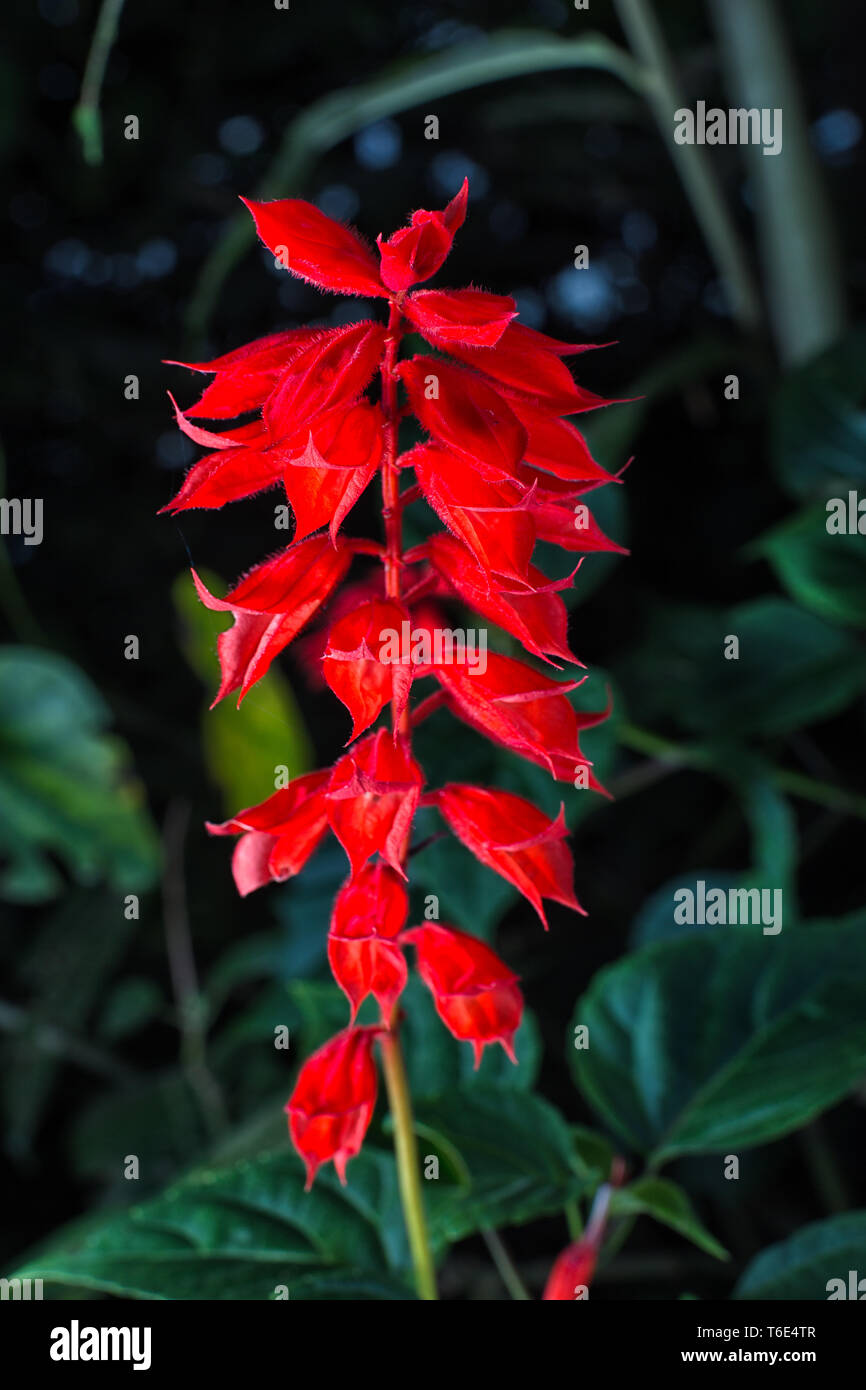 Salvia roja flor en Colombia Foto de stock