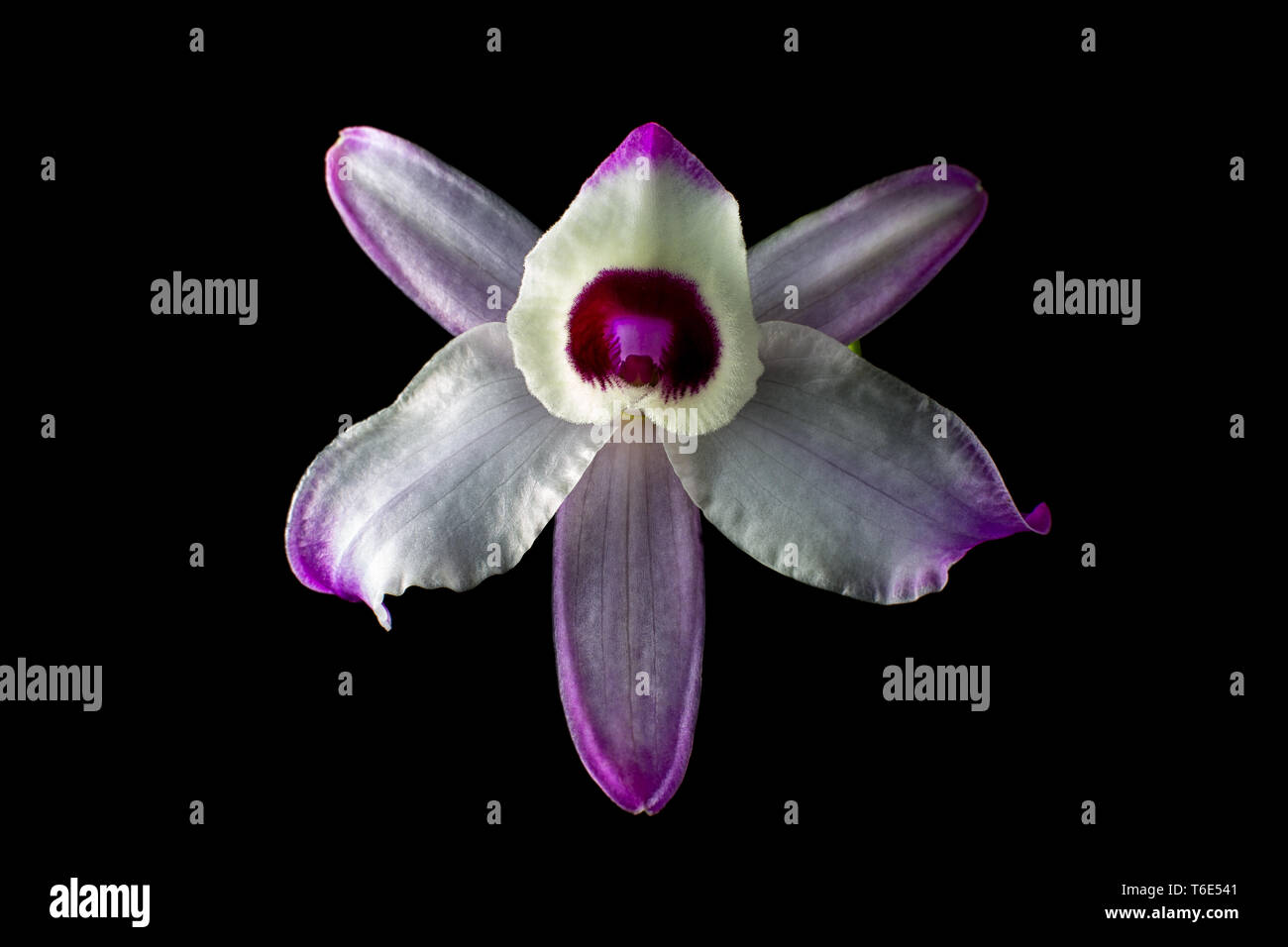 Orquídea Cattleya bloom closeup en Colombia Foto de stock
