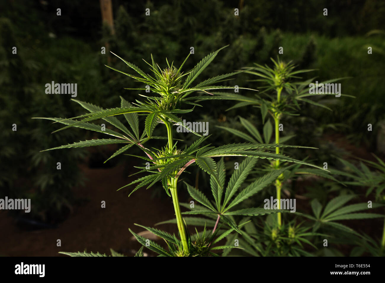 Planta de marihuana closeup Foto de stock