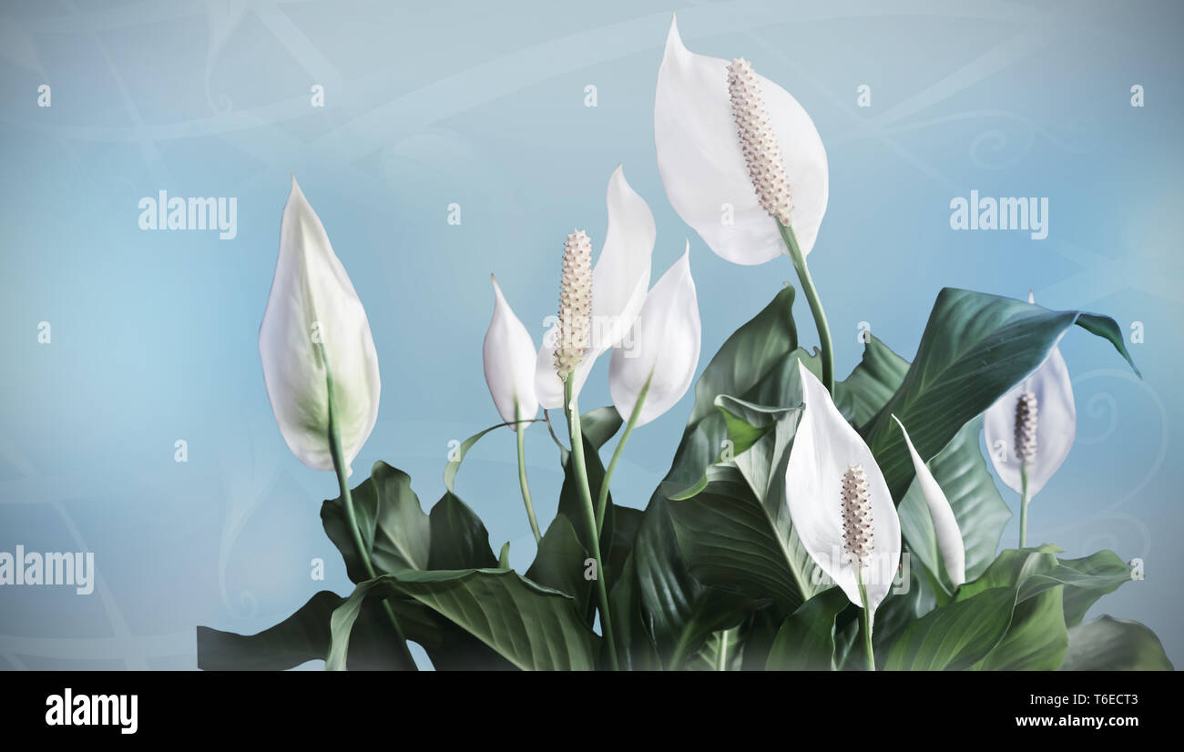 Spathiphyllum florece flores blancas. Foto de stock