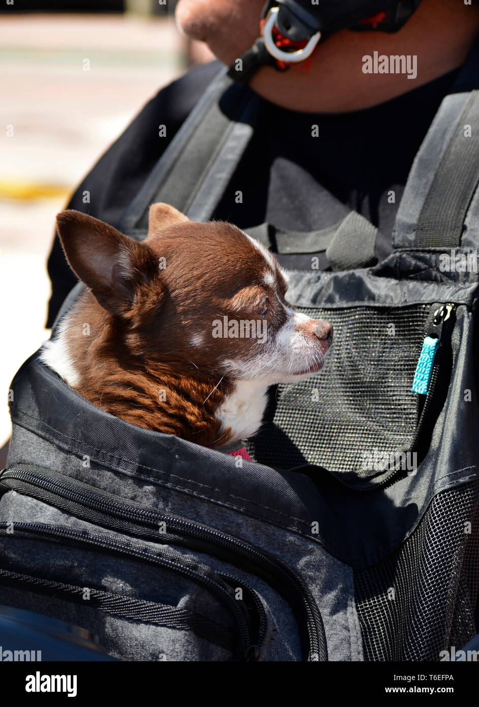 Un hombre con su perro mascota en su perro portador de pecho monta su moto  en Santa Fe, Nuevo México, EE.UU Fotografía de stock - Alamy