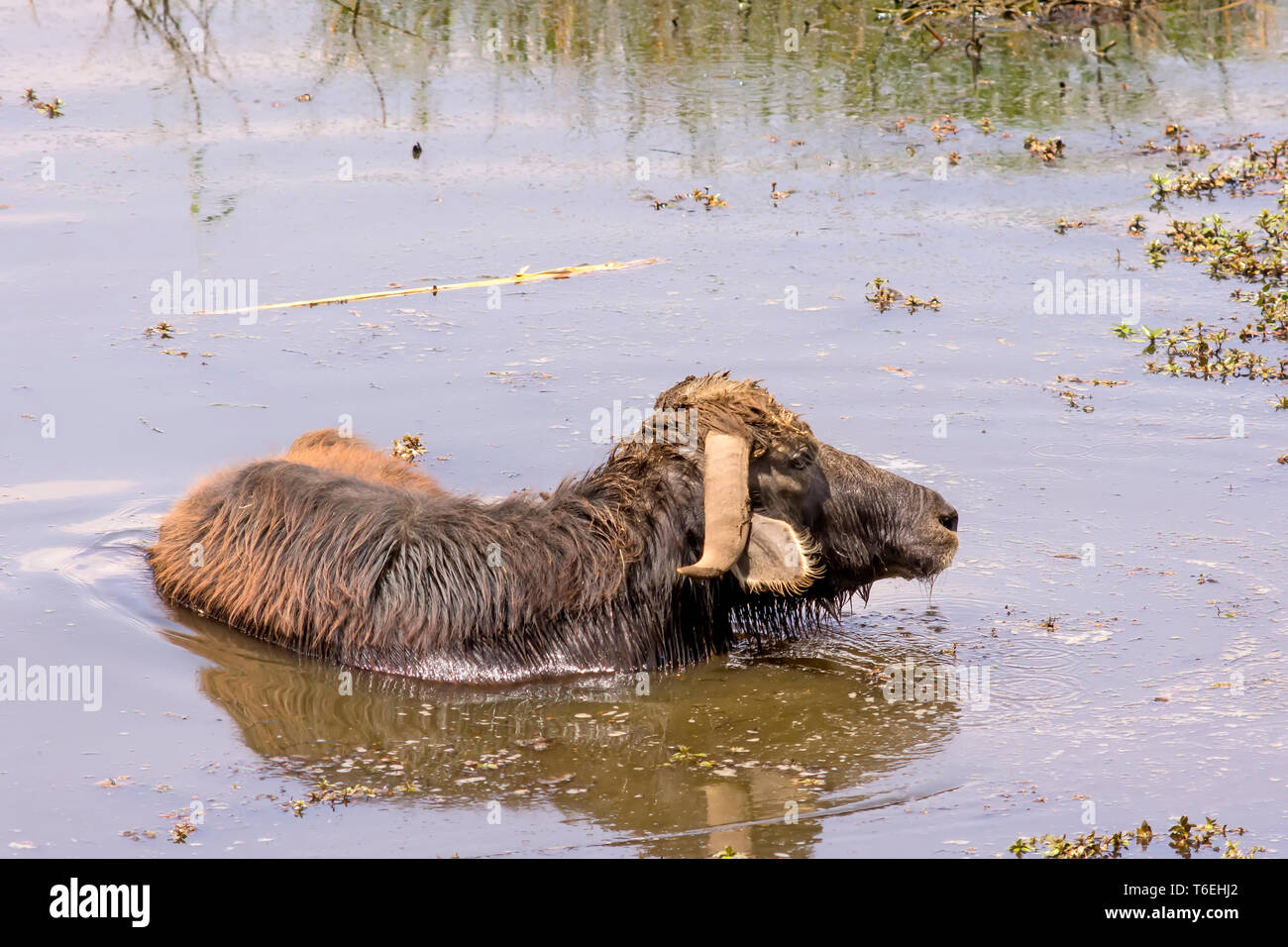 Búfalo de agua egipcia descansa en el agua del estanque durante la mitad del día Foto de stock