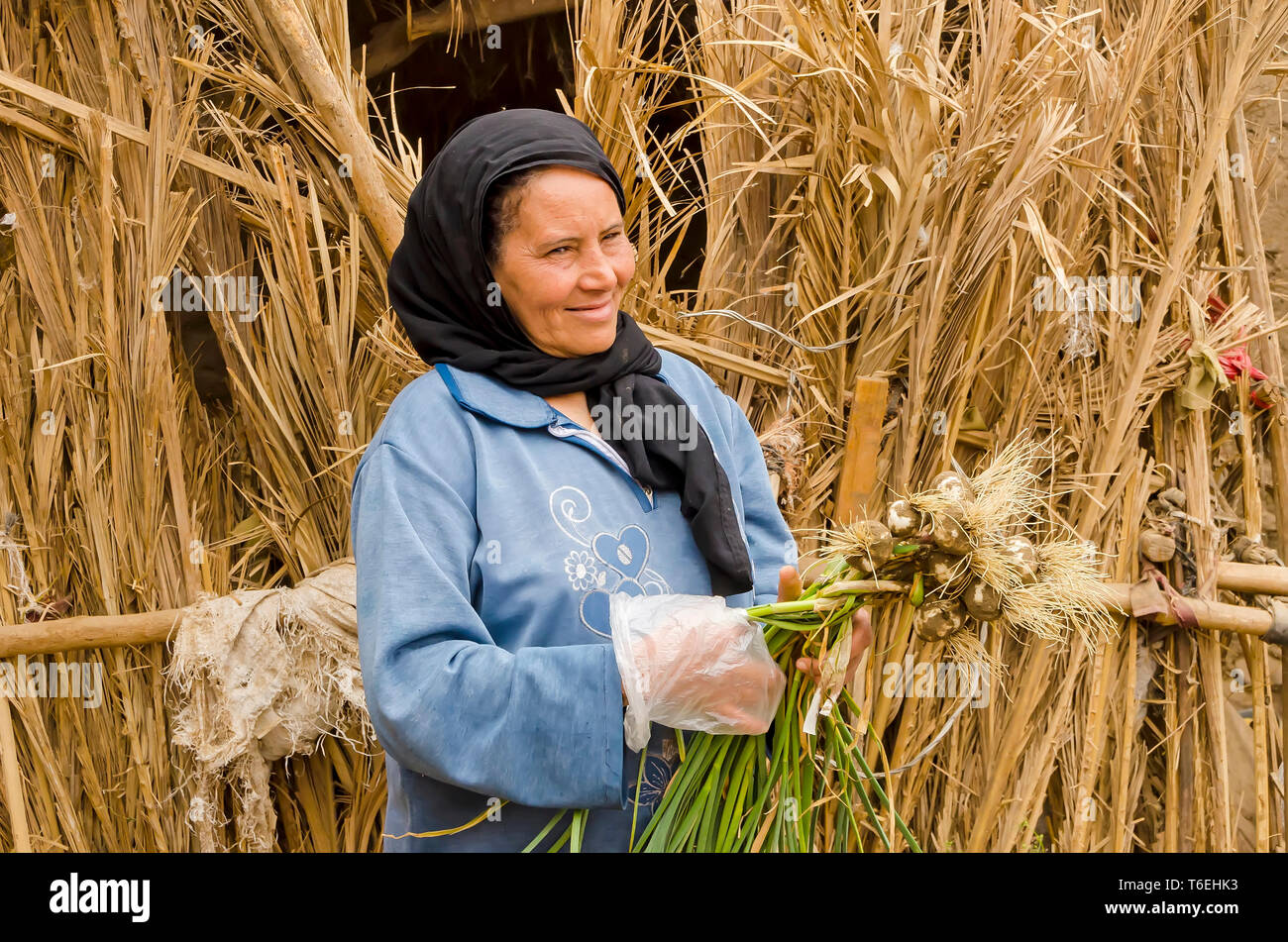 Mujer egipcia en el campo tiene un clúster de bulbos de ajo, ajo, Foto de stock