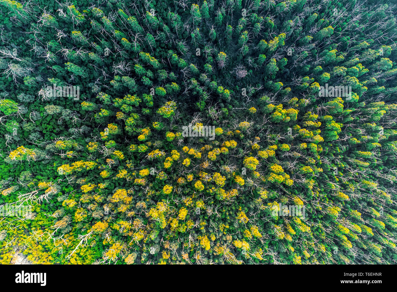 Mirando hacia abajo en el árbol de eucalipto tops - vista aérea Foto de stock