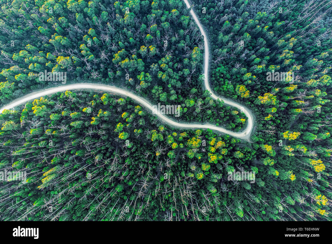 Vista superior de flexión de la carretera a través del bosque de eucaliptos al atardecer Foto de stock