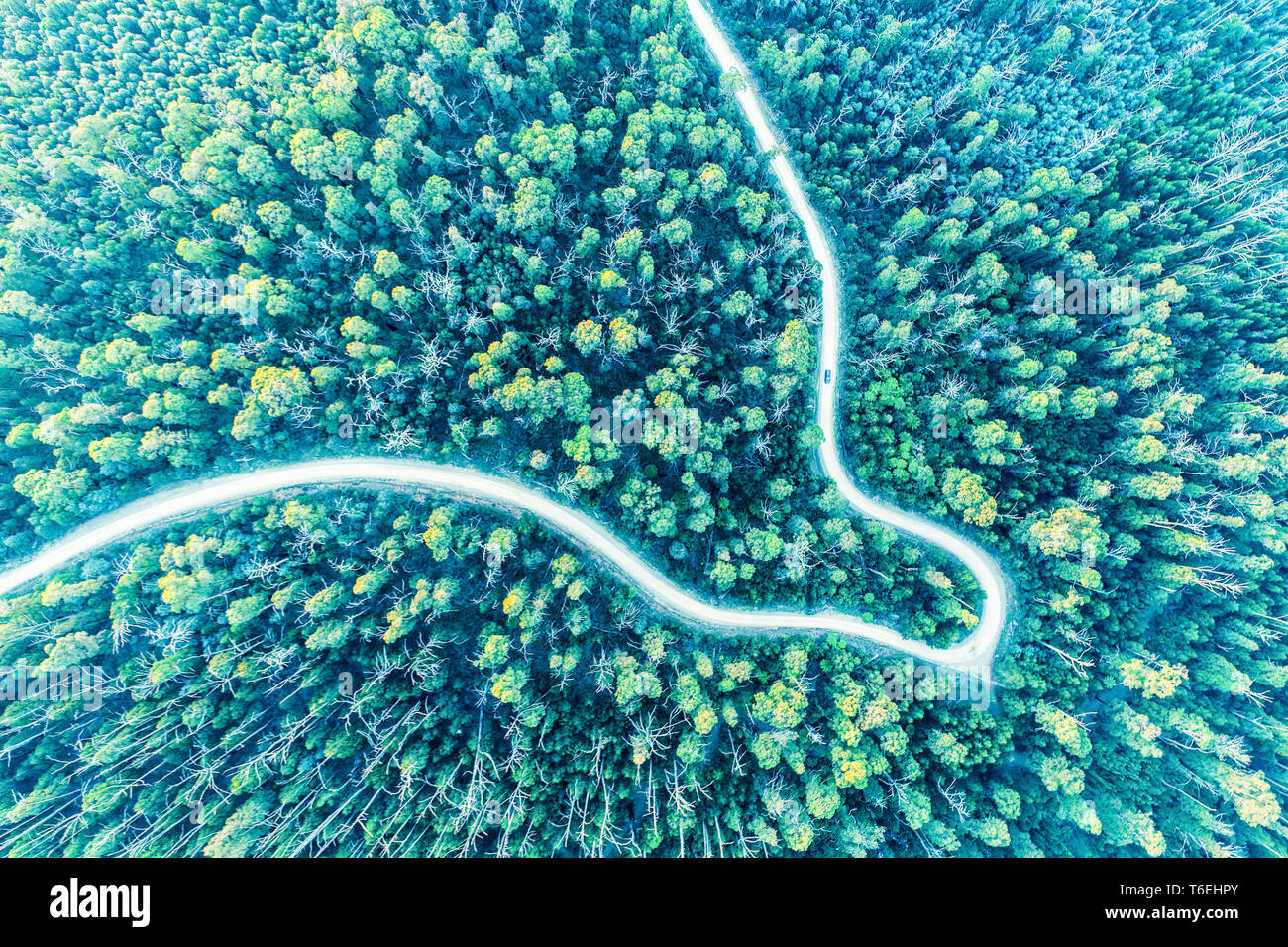 Mirando hacia lonely coche de conducción a través de bosques de eucalipto - vista aérea Foto de stock