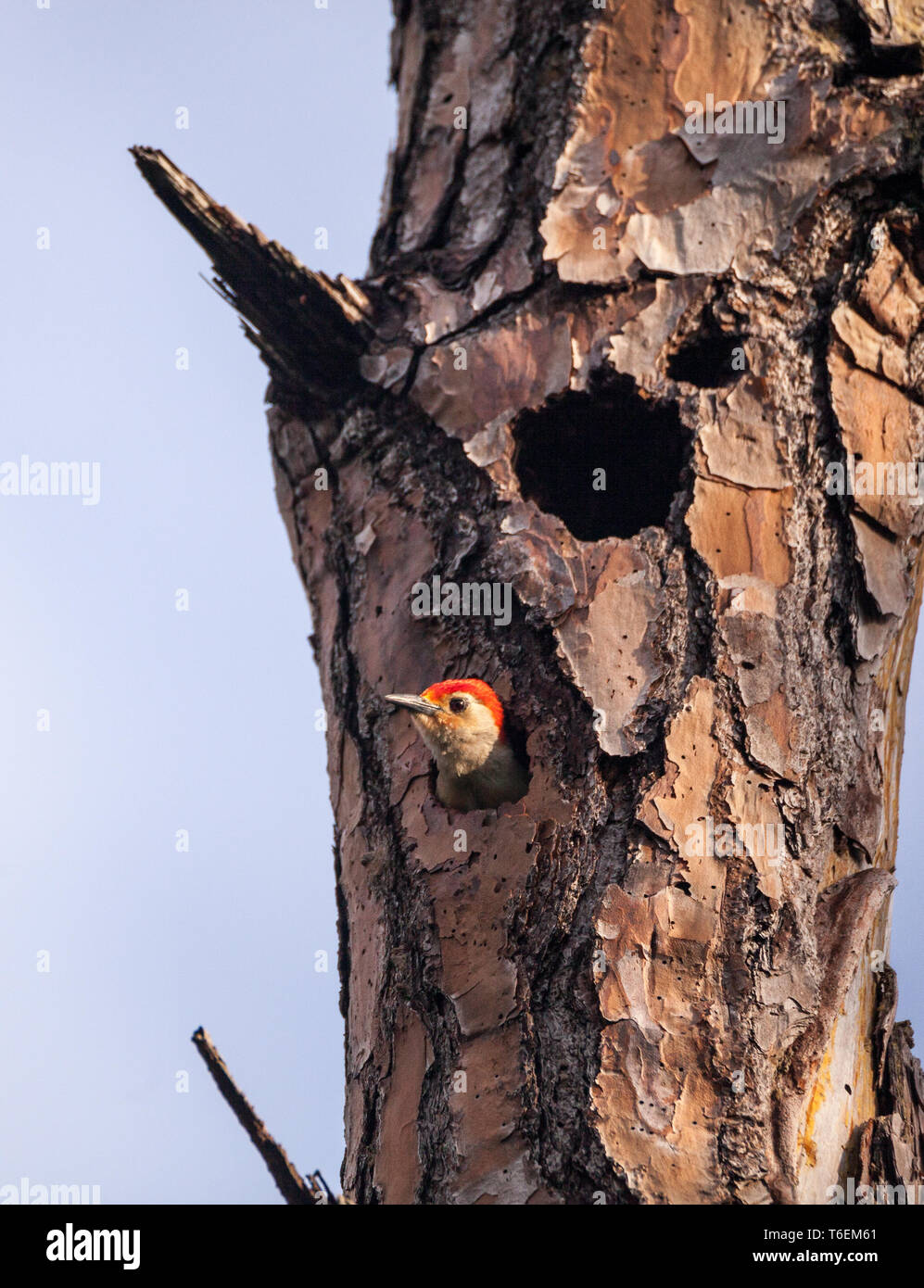 Rojo-curva pájaro carpintero Melanerpes carolinus en un nido el agujero Foto de stock